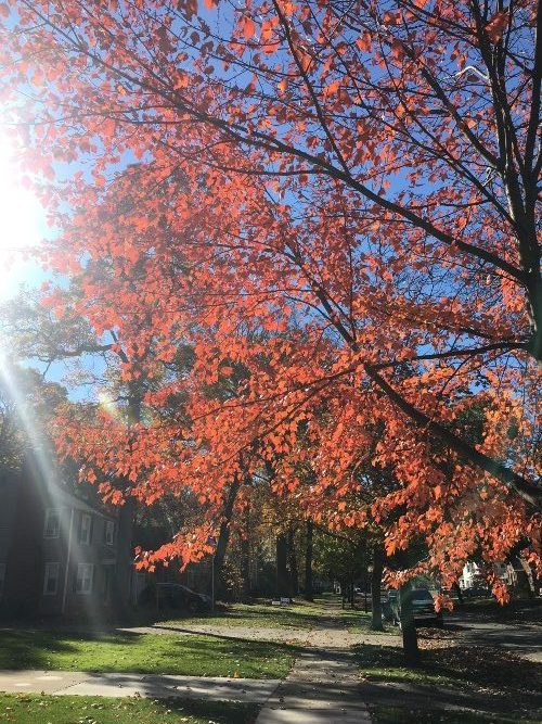 Photograph of bright red and orange leads with a beam of sunlight peaking through the branches of a tree in a park.