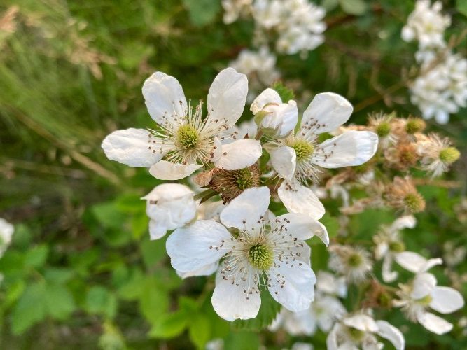 A photograph taken by Gina of delicate white flowers and greenery. This photograph represents the beauty that still exists in our journey with grief and LS.