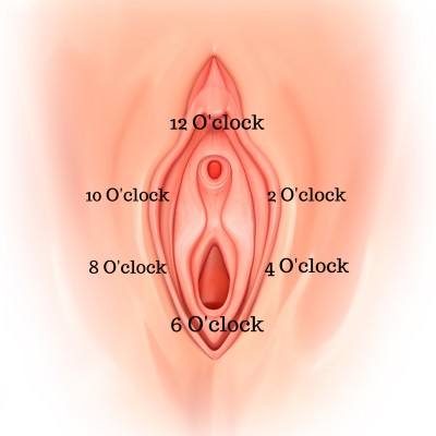 Image of a vulva diagram with the 12, 2, 4, 6, 8 , 10 o'clock positions depicted like the face of a clock, with the 12 o'clock position at the clitoris and the 6 o'clock position being at the base of the vaginal opening.