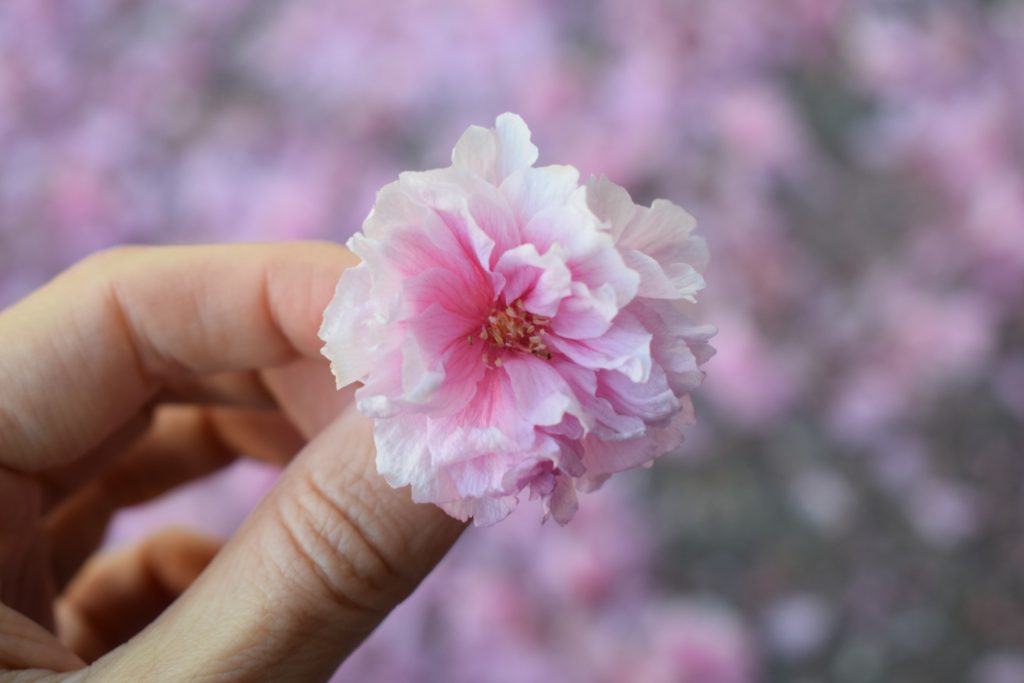 A stunning photograph taken by Jen. In this photograph, she is holding a small and delicate pink flower. The petals are a darker pink in the middle, and fade into lighter shades of pink towards the end of the petal. The background is a blurred flower bush. 