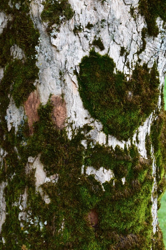 Image of lichen on a big tree.