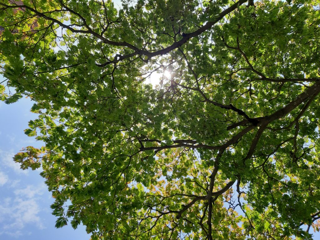 Image of a bountiful tree, taken from the bottom of the tree. The leaves are lush, dense, and green, and the sun is poking out from between the leaves at the top of the tree. This image represents hope after trauma.