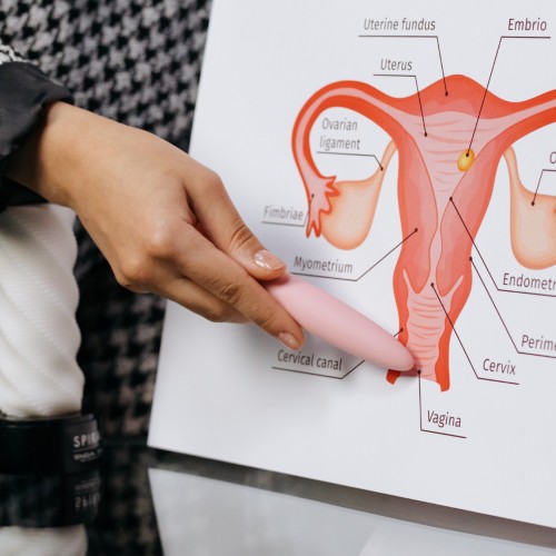 Image of diagram of different reproductive organs such as the cervix, the ovaries, etc., including the vagina. There is a person on the side who is using a dilator as a pointer to show where the vagina is located.